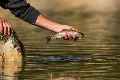 fly fisherman releasing a trout back into the water