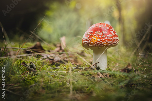 Amanita muscaria in the autumn forest. Autumn forest and mushrooms.