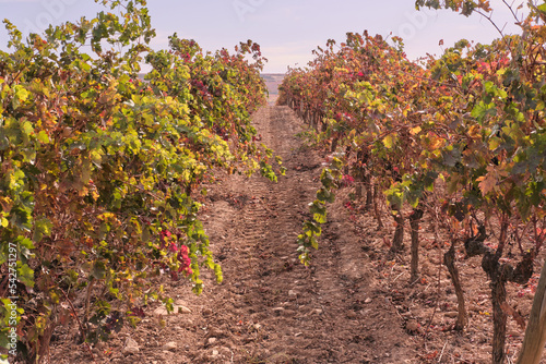 campo de viñas cerca de la ciudad de haro en la rioja