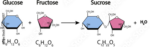 sucrose formation. Formation of a glycosidic bond from two molecules, glucose and fructose. Vector illustration