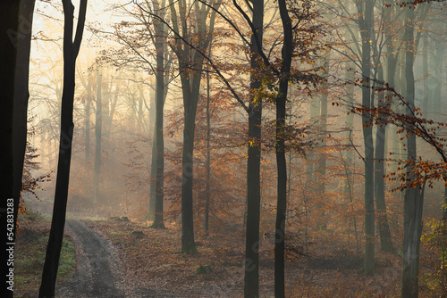 jesienna mgłą w bukowym lesie, buczyna kwaśna