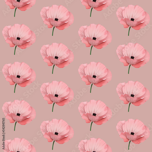 Maki - różowe rozkwitnięte kwiaty na różowym tle. Powtarzający się wzór na okładkę, tapetę, papier pakowy, tekstylia, tło, opakowanie, plakat.
