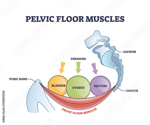 Pelvic floor muscles anatomy with hip muscular body parts outline diagram. Labeled educational scheme with skeletal pubic bone, coccyx and bladder, uterus or rectum organ location vector illustration.