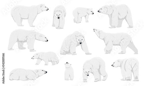 Collection of polar bears. Adult polar bears and cubs stand, walk, lie down and hunt. Wild animals of the Arctic and the Arctic Circle. Realistic vector animal