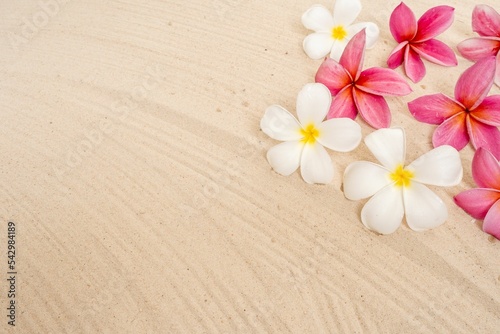 White and pink plumeria flowers on sand background
