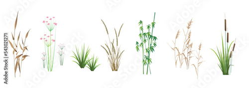Cattail, reeds, cane, bamboo, butomus, sedge and other marsh grass - a collection of color vector illustrations, isolated on a white background.
