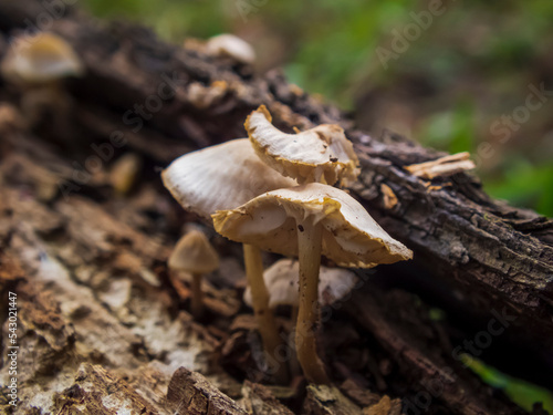 Close-up photo of mushrooms