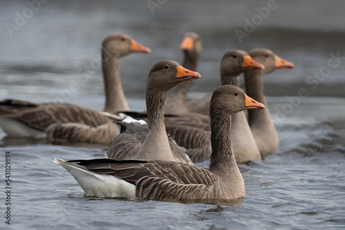 Gaggle of greylag geese swimming on the Norfolk Broads
