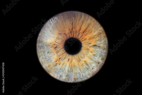 Human eye pupil close up isolated on black background
