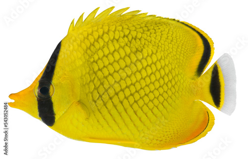 Latticed Butterfly fish. Chaetodon rafflesi. PNG masked background. 