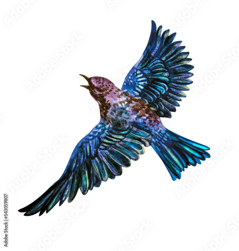 A flying blue bird. Watercolor illustration. Outstretched wings. The drawing is isolated on a white background