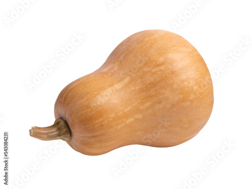 butternut isolated on transparent png