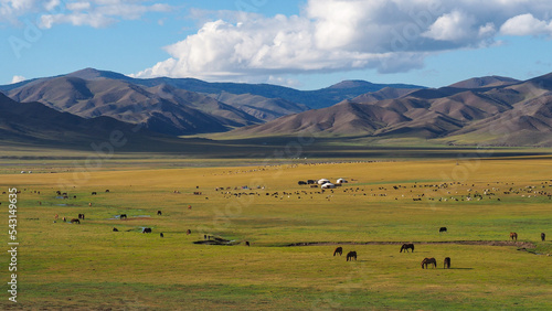 Gers and yacks in the middle of the Mongolian meadow with mountains in the background in Orkhon Valley
