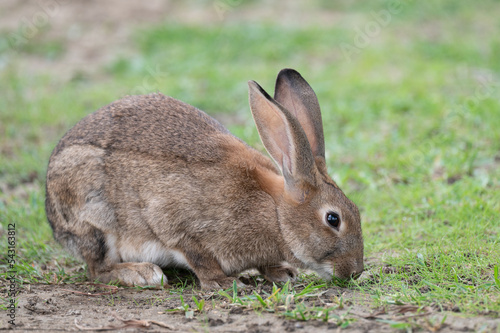 conejo