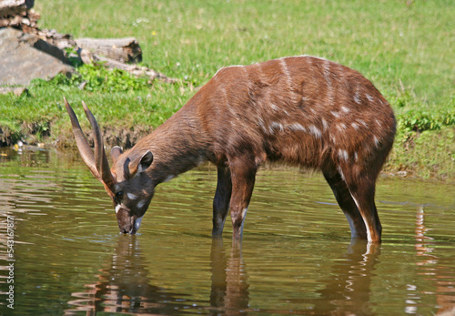 The male antelope sitatunga or marshbuck (Tragelaphus spekii) at the waterhole