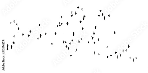 stado lecących ptaków png, flock of birds