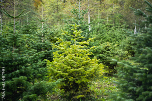 Young evergreen pine Christmas tree in a Swiss forest nursery. Day time, no people