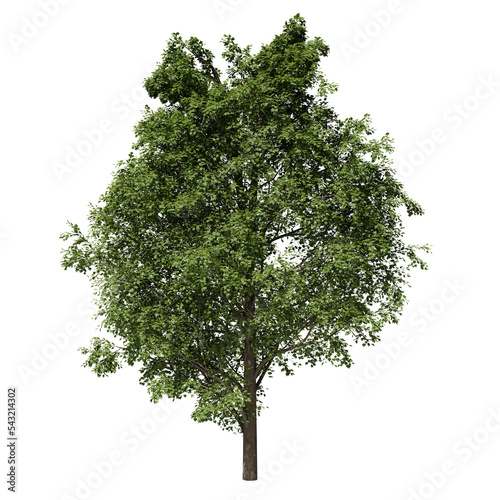 Maple, acer deciduous tree in spring or summer. Hi-res, photorealistic 3d render for architecture visualizations. Natural sun lighting.