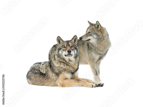 Standing gray wolf and she wolf in the snow in winter isolated on white background.