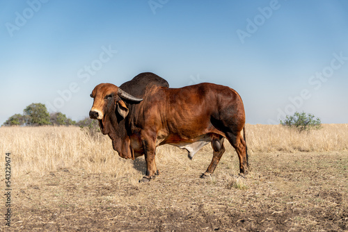 American Brahman Bull