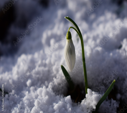 Schneeglöckchen, Galanthus nivalis, im Schnee, Vorfrühling