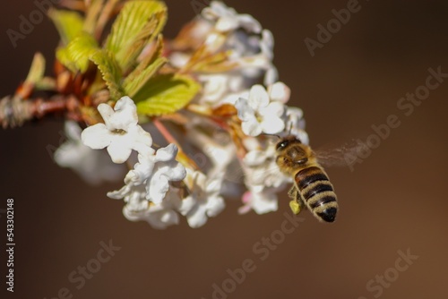 Pszczoła zbierająca pyłek kwiatowy na białych kwiatach wczesną wiosną. Wiosna w parku