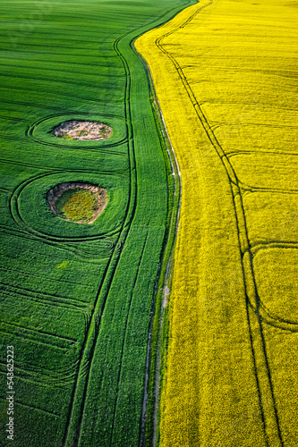 Yellow and green field in countryside at sunrise.