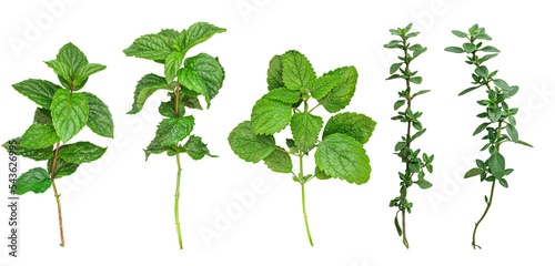 Fresh mint, melissa, thyme leaves collection isolated on white background, top view.
