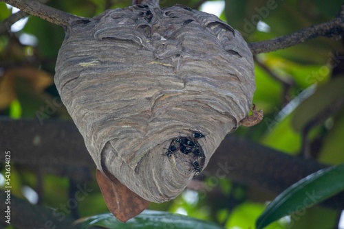Closeup shot of a hornet nest on a tree branch on the blurred background