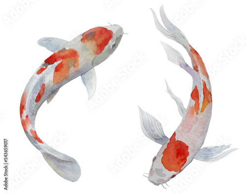 Set of koi fishes (carp) isolated in watercolor, hand-painted.