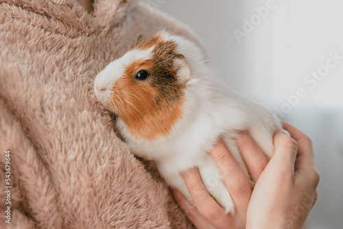 The guinea pig in the girl's arms