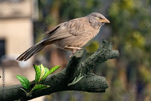 Single jungle babbler bird standing on the splinter of tree branches. beautiful natural background and detail of the bird. this photo was clicked in Howrah, India.