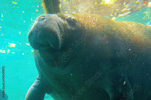 close up of manatee feeding underwater in Crystal River National Wildlife Refuge, Florida, United States. Caribbean manatee, Trichechus manatus, is a mammal of Trichechidae family living in Caribbean.