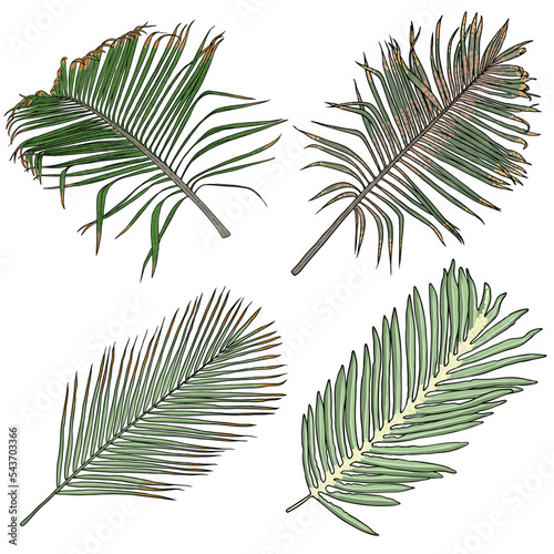 Hand drawn tropical palm leaves and jungle plants, realistic set of tropical leaves Very detailed colorful plant collection. Botanical elements for beauty care products. Vector.