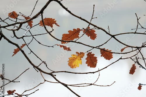 A close-up of tree branches with a few colorful oak leaves in late fall