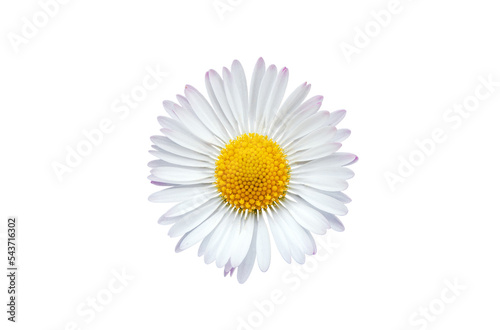 Common daisy blossom isolated on transparent background