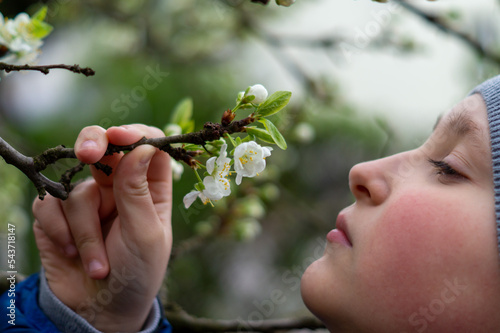 Chłopiec wącha kwiaty jabłoni 