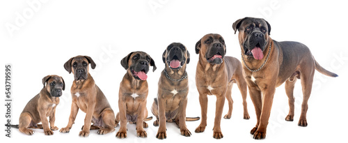 growth of cane corso