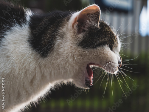 gähnende Katze von der Seite