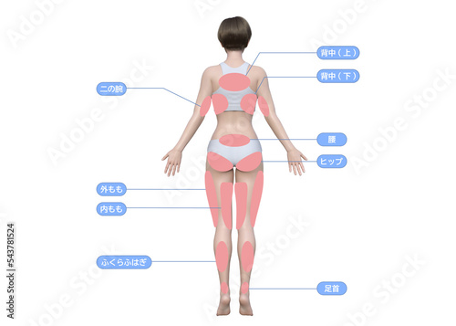 体の部位が記載された3dのモデル女性の背面
