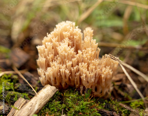 Mushroom Ramaria formosa in the forest.