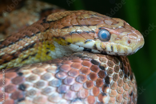 Eastern Corn Snake, Pantherophis guttatus