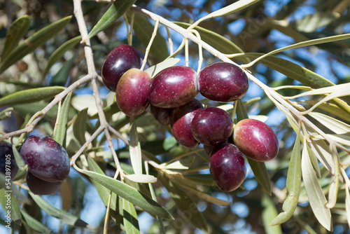 Aceitunas de la variedad picual en la Comunidad de Madrid