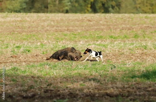 Je suis une petite Fox de 1 an et 1/2 et c'est moi qui sort toute seule ce beau sanglier des bois.