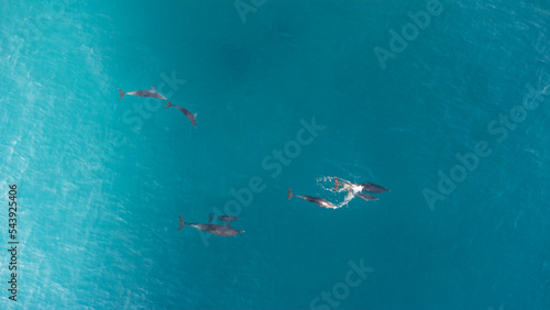 Dolphin drone overhead