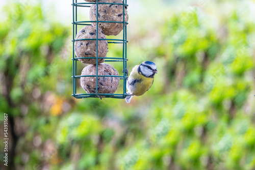 Blue tit bird hanging and eating on a feeder with fat balls hanging in the garden in winter