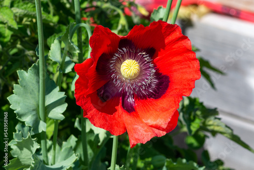 A macro of a single oriental poppy blooming in a garden of green grass. The single orange crepe paper petals surround a purple center. The ornamental flowering plant is covered in dark pollen. 