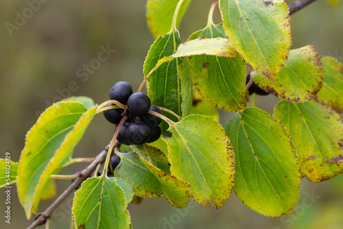 Branch of Common buckthorn Rhamnus cathartica tree in autumn. Beautiful bright view of black berries and green leaves close-up