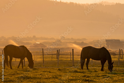 Horses grazing on grassland in ranch with sprinklers in background. Scenic view of natural landscape during sunset. Domestic mammals at Yellowstone National Park in summer.