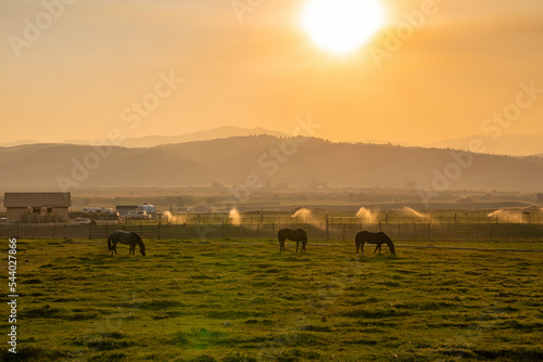 Horses grazing on grassy field in ranch. Beautiful landscape and mountains with orange sky in background. Domestic animals at Yellowstone National Park during sunset.